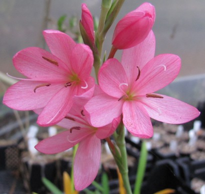 Hesperantha coccinea 'Rosea'